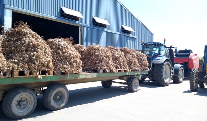 geerntete Knoblauchknollen