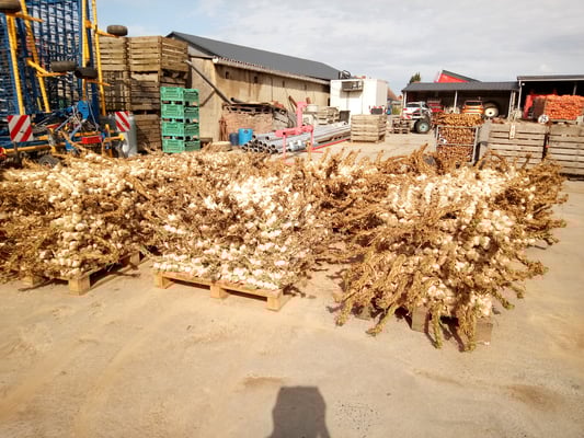 vorbereitete Zöpfe für die Räucherung