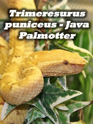Trimeresurus puniceus - Java Palmotter