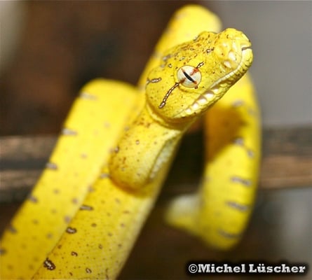Morelia viridis aru 0.0.1 vor der Umfärbung
