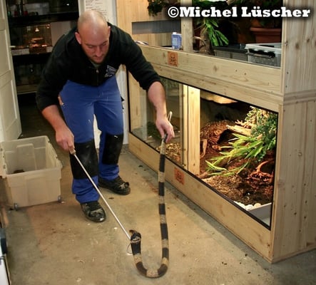 Bitte nicht nachmachen! Ich halte dieses Tier so um sicher damit arbeiten zu können und habe langjährige Erfahrung im Umgang mit Giftschlangen.