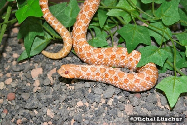 Heterodon nasicus (albino)  1.0