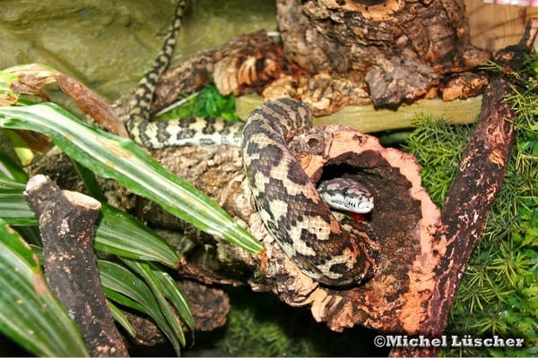 Morelia spilota mcdowelli  0.1