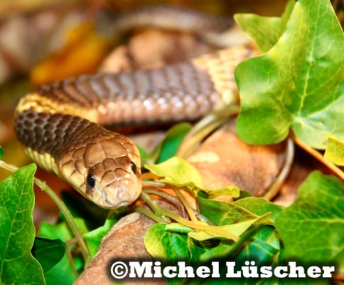 Naja annulifera  1.0