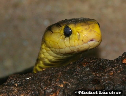 Naja samarensis  1.0