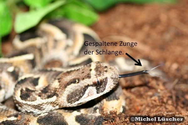 Die gespaltene Zunge der Schlange.