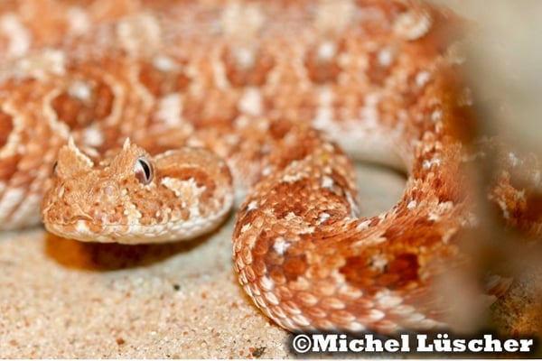 Bitis caudalis Namaqualand