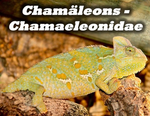 Chamäleons - Chamaeleonidae