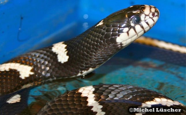 Lampropeltis getula californiae - Kalifornische Kettennatter 