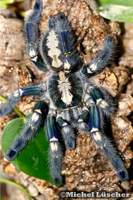 Poecilotheria metallica  0.1
