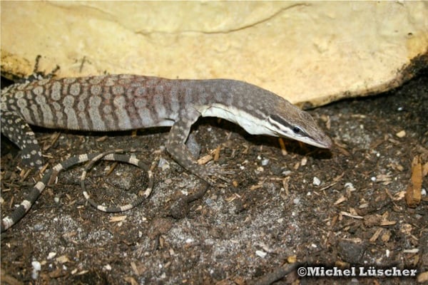 Varanus glauerti  1.0