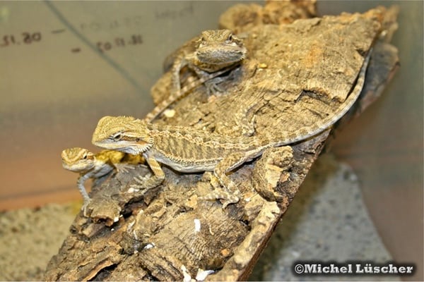Pogona vitticeps