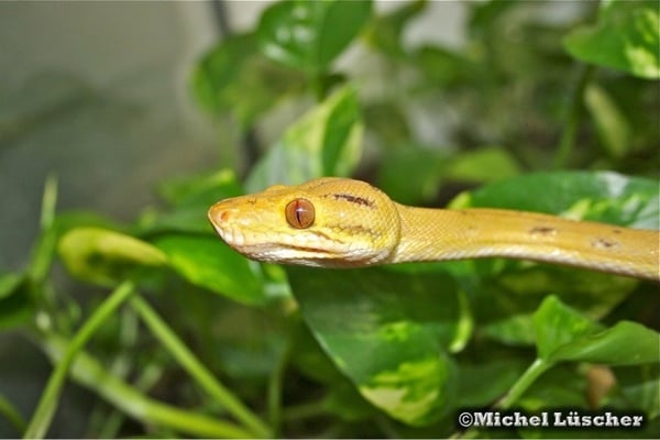 Corallus hortulanus  0.1