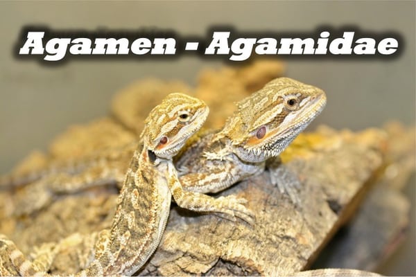Agamen - Agamidae