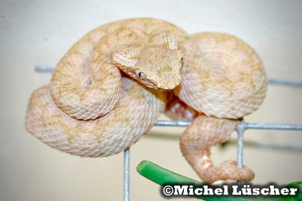 Bothriechis schlegelii  1.0