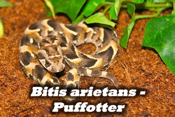 Bitis arietans - Puffotter