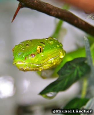 Trimeresurus albolabris  0.1