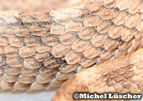 Crotalus cerastes cercobombus