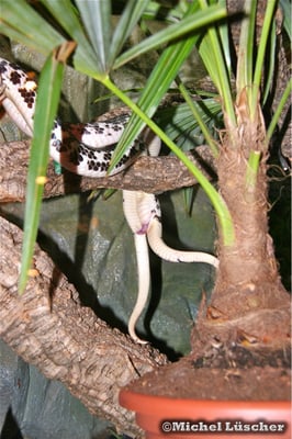 Verpaarung von Naja siamensis