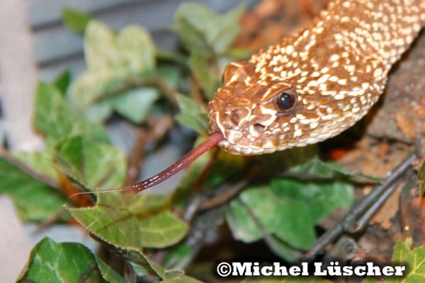 Crotalus durissus vegrandis  0.1