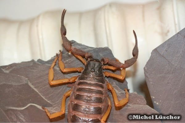 Parabuthus villosus typical