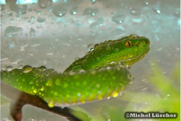 Trimeresurus albolabris  0.1
