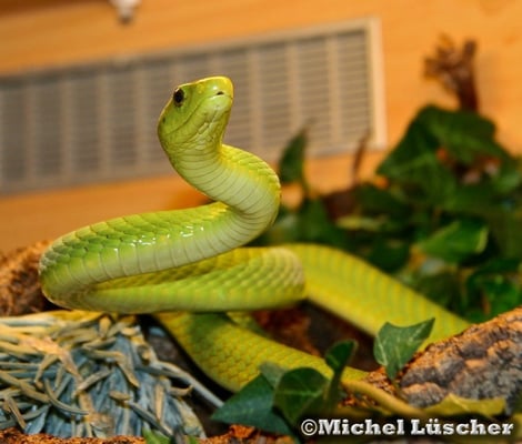 Dendroaspis angusticeps  1.0