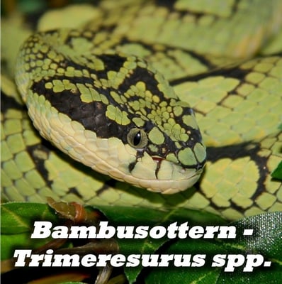 Bambusottern - Trimeresurus spp.