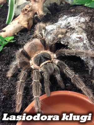 Lasiodora klugi 