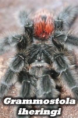 Grammostola iheringi