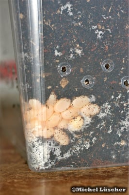 Unbefruchtetes Gelege.