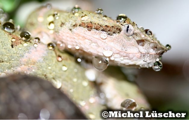 Bothriechis schlegelii  0.1