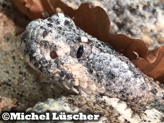 Crotalus mitchellii pyrrhus 1.0 