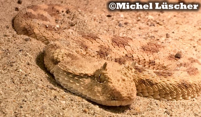 Cerastes cerastes cerastes  0.1 