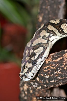 Morelia spilota mcdowelli  0.1