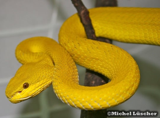 Trimeresurus insularis  0.1