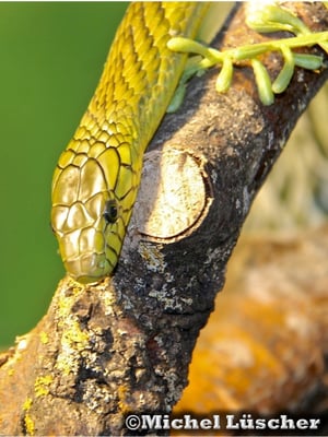 Dendroaspis viridis  1.0