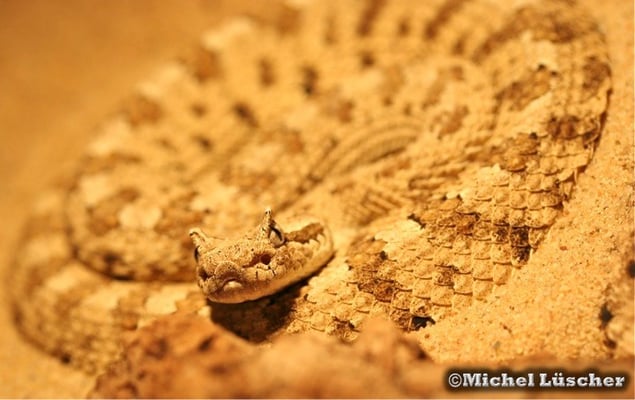 Crotalus cerastes cercobombus  1.0