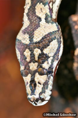 Morelia spilota mcdowelli  0.1
