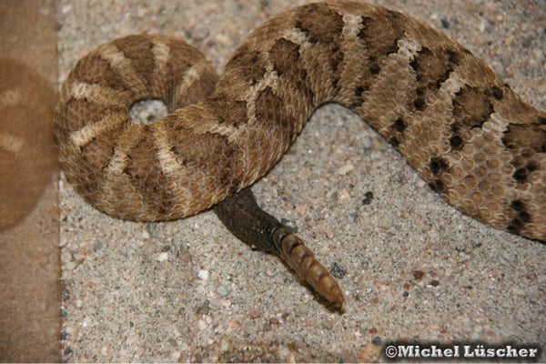 Rassel einer Crotalus enyo enyo  0.1