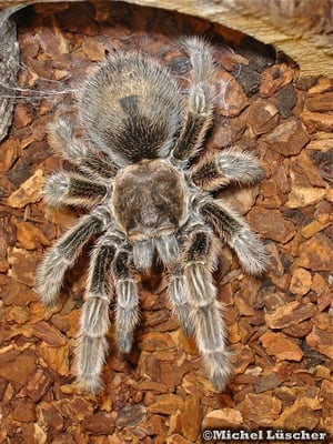 Grammostola rosea  0.1