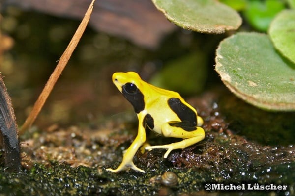 Dendrobates tinctorius