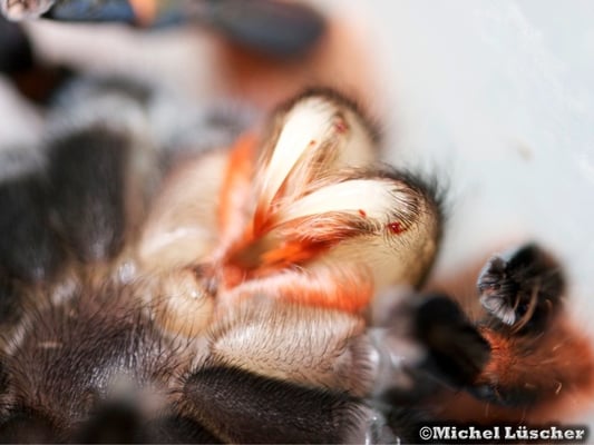 Chelizeren von Brachypelma boehmei