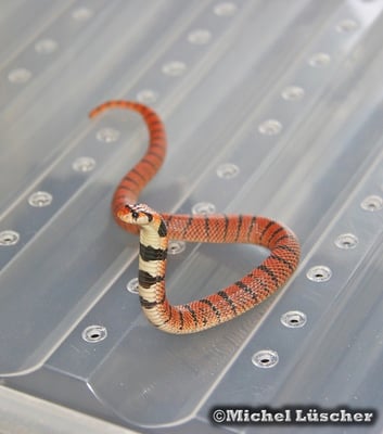 Aspidelaps lubricus lubricus  0.1