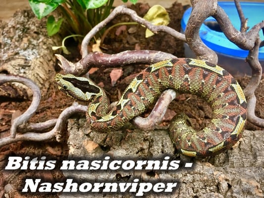 Bitis nasicornis - Nashornviper