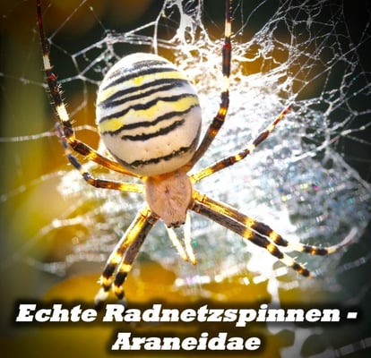Echte Radnetzspinnen - Araneidae
