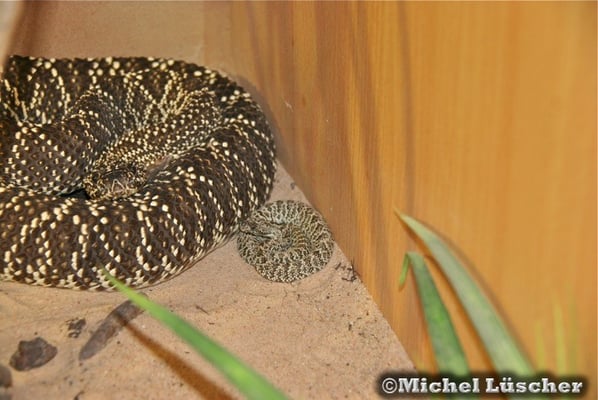 Nachzuchten 21.06.2012 wie die Grossen.