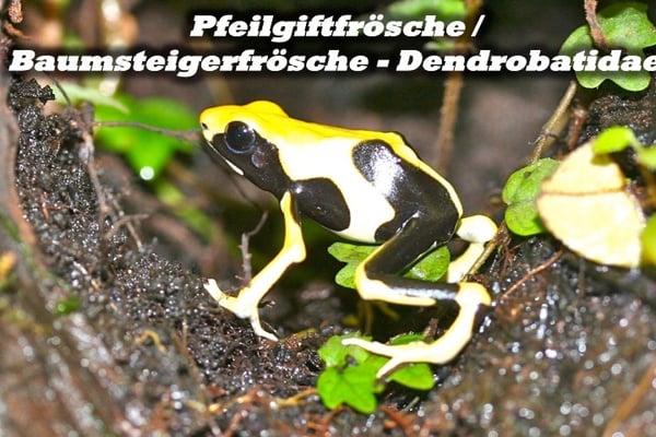 Pfeilgiftfrösche / Baumsteigerfrösche - Dendrobatidae