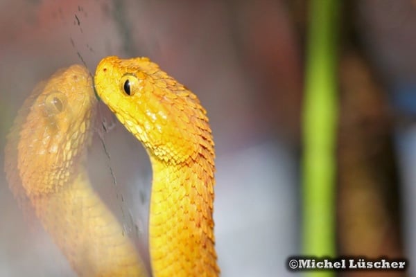 Atheris squamigera  1.0