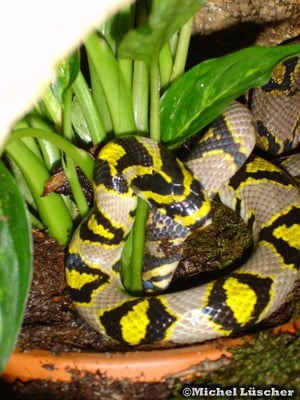 Euprepiophis mandarinus  1.1 bei der Paarung